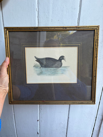 CRESTED COOT