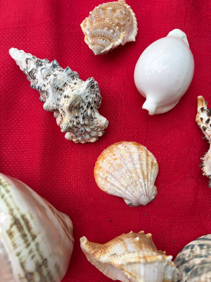 SHELLS