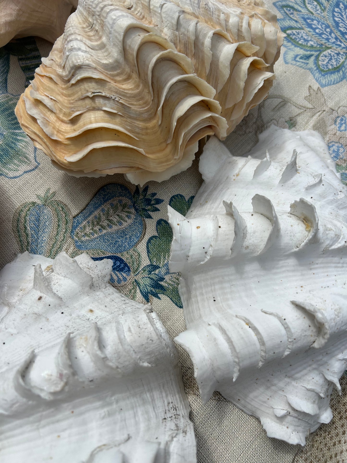 SHELLS