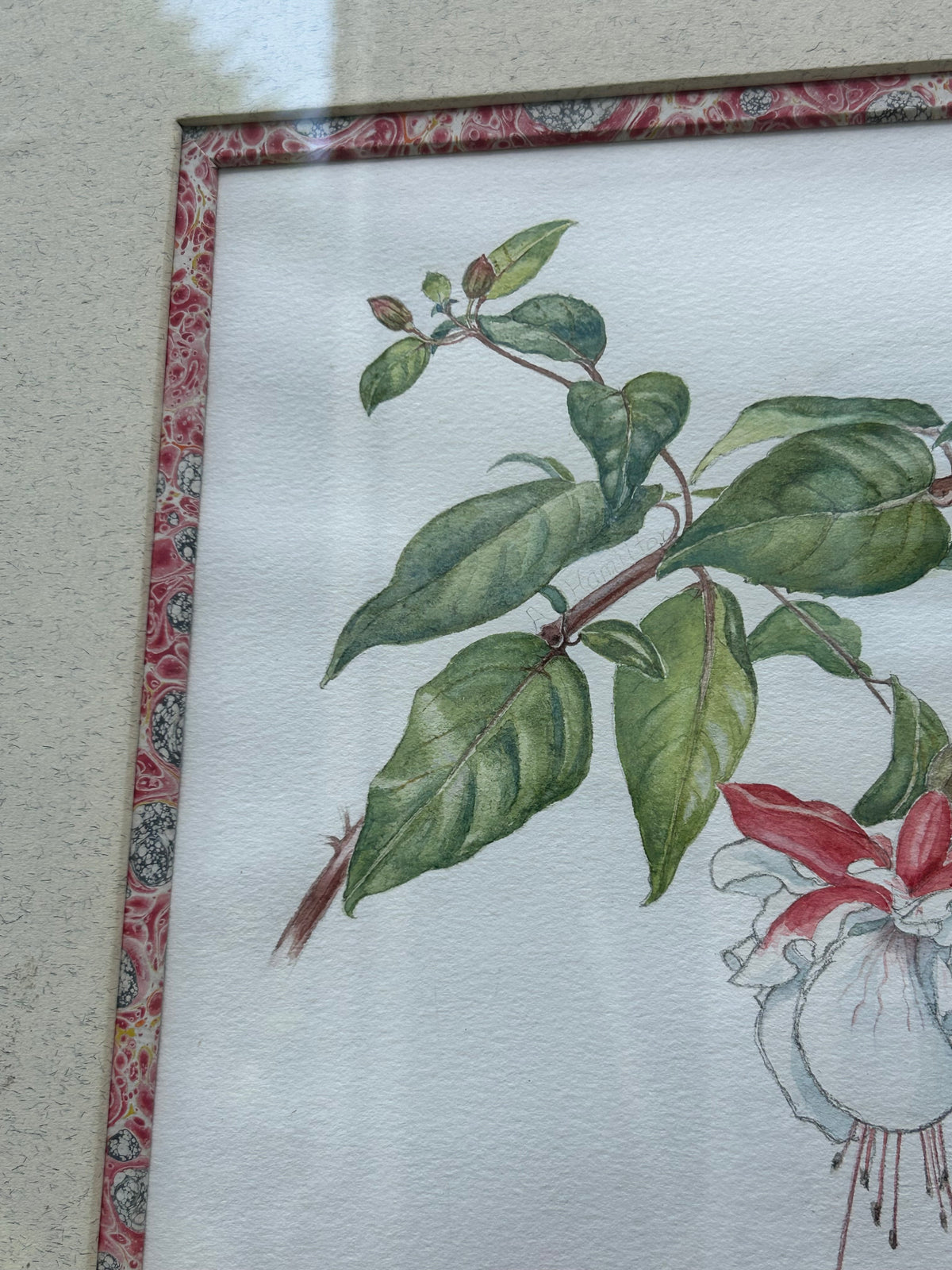 FUSCHIA DRAWING