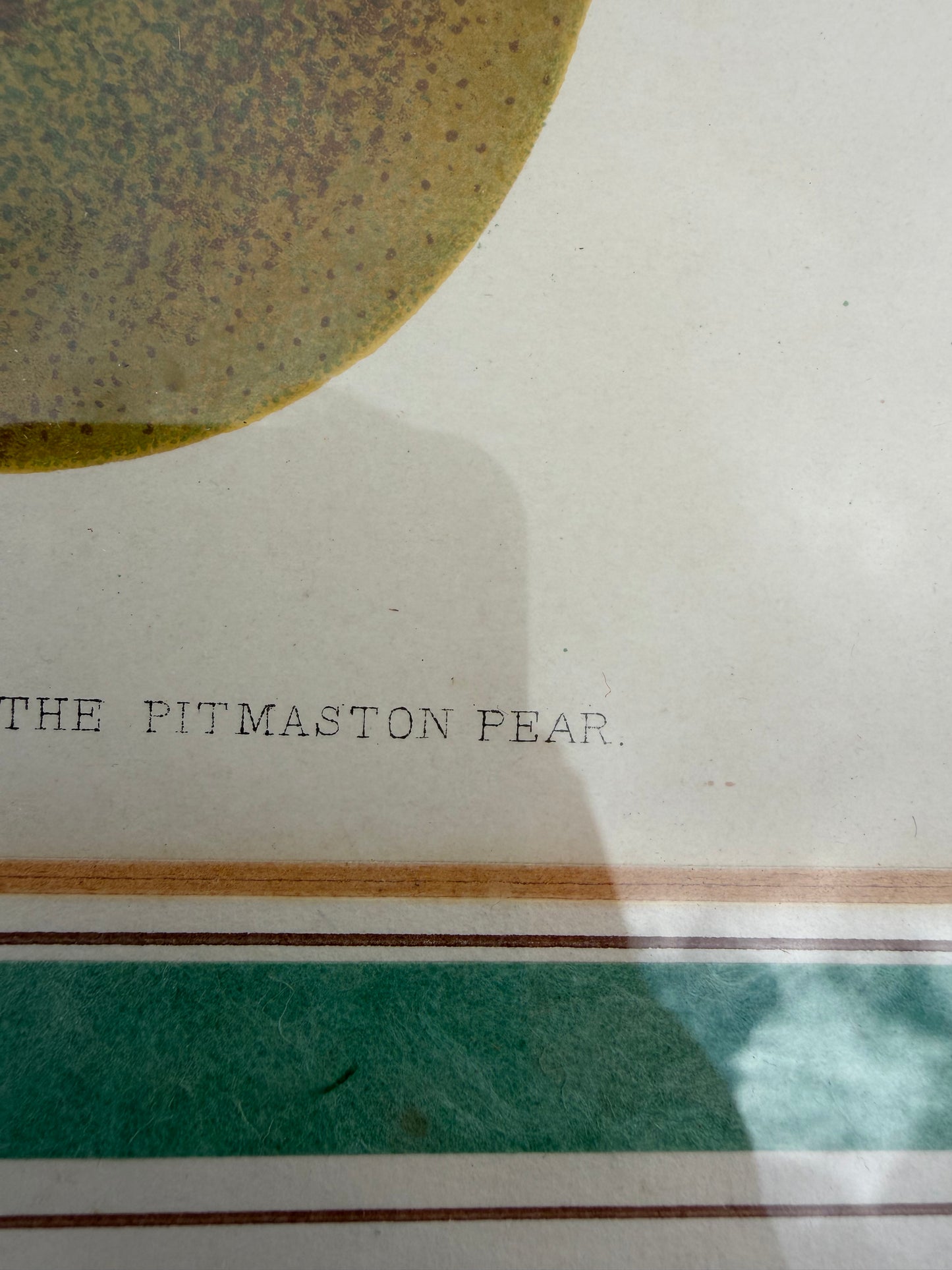 PEAR PRINT