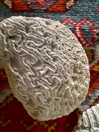 CORAL