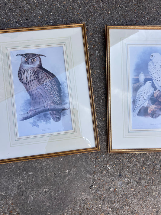 BIRDS OF PREY