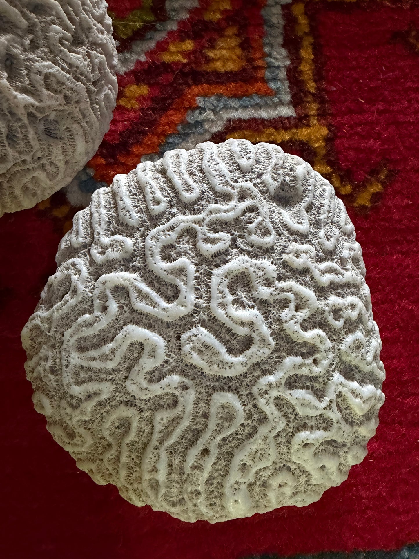 CORAL
