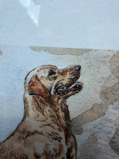 LABRADORS