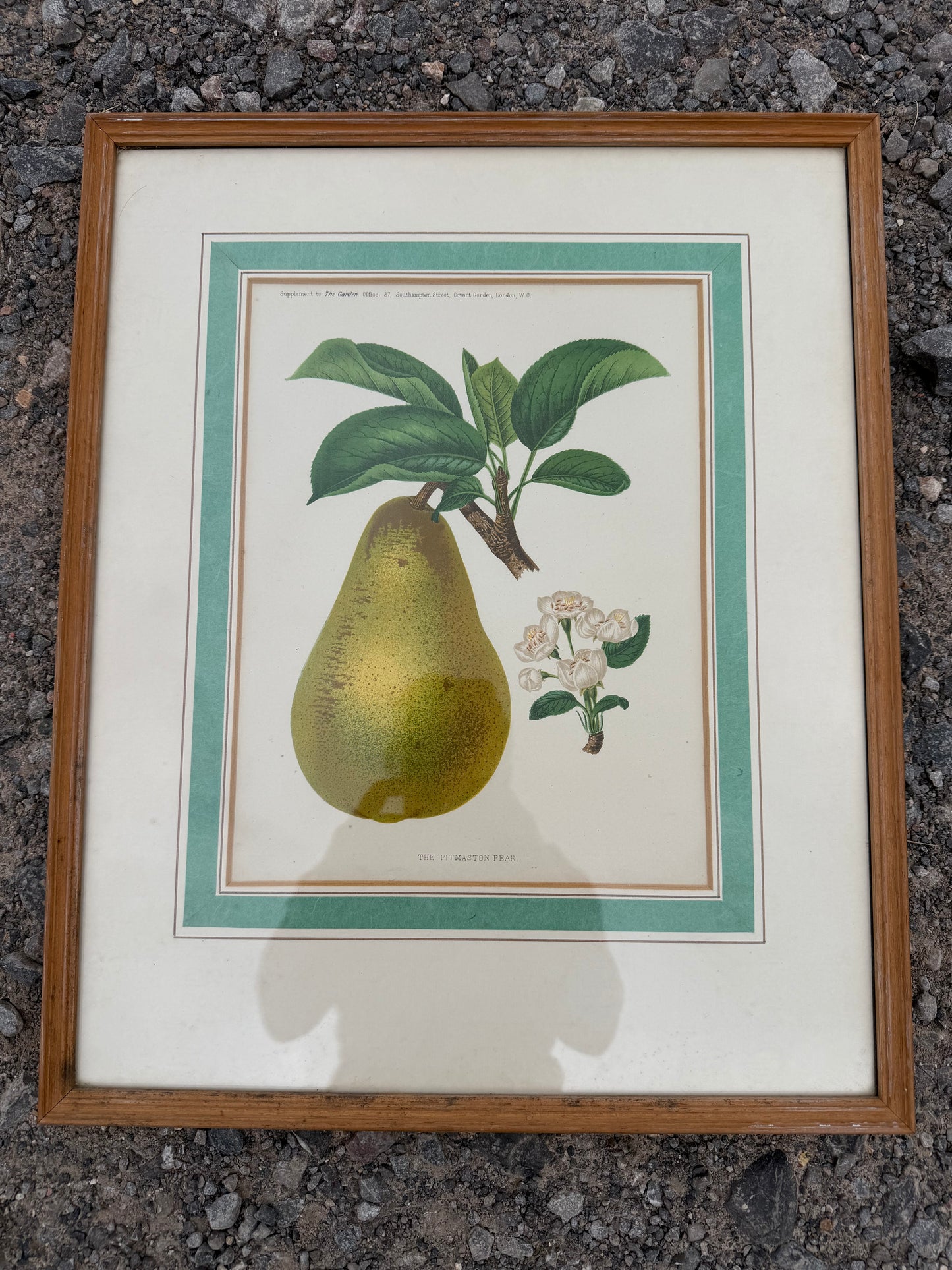 PEAR PRINT