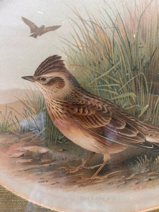 BIRD PRINT