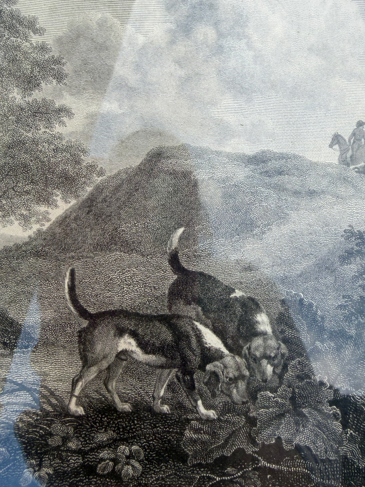 HUNTING DOGS