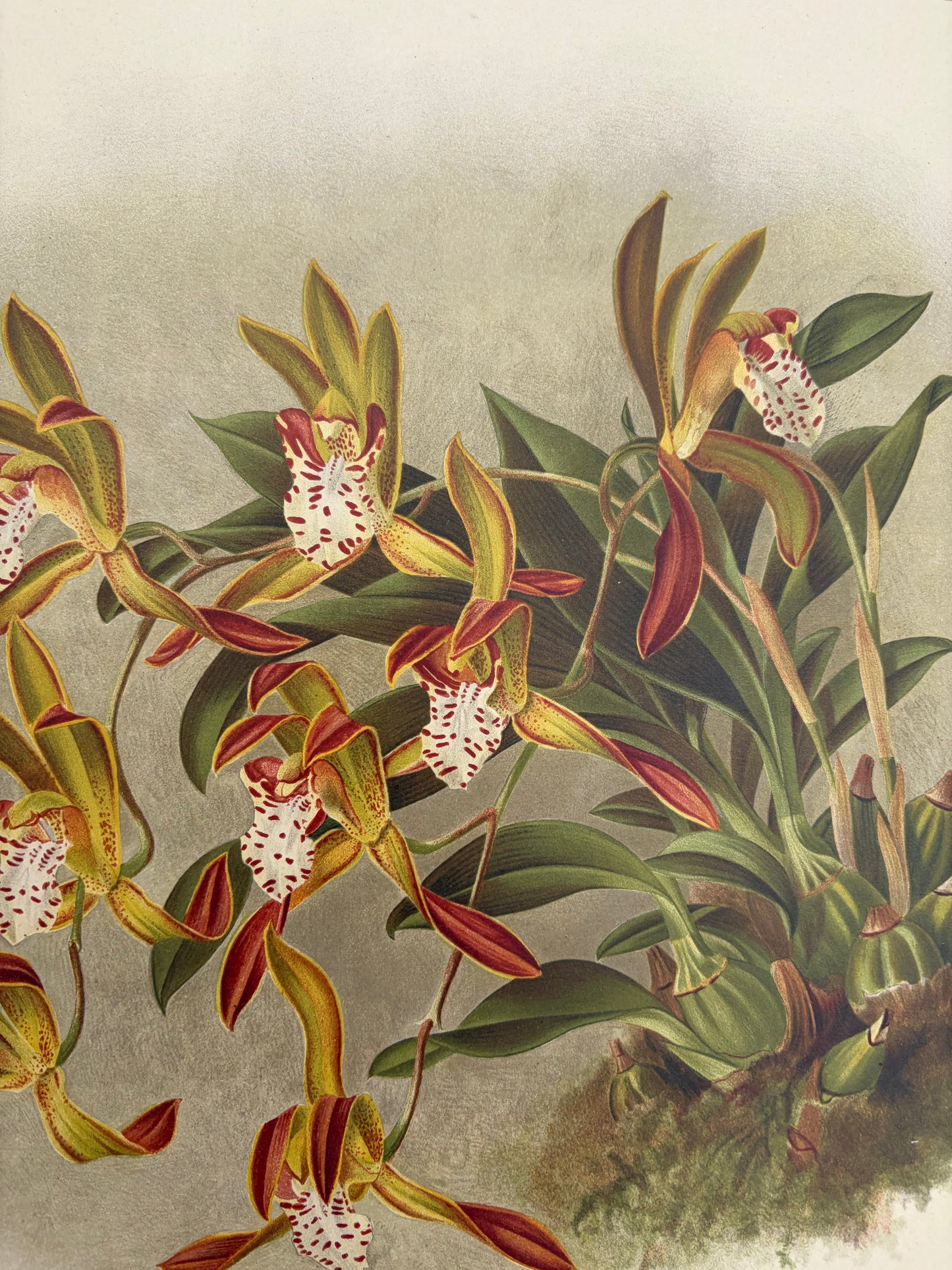 FLOWER PRINTS