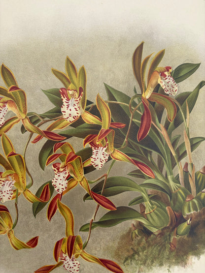 FLOWER PRINTS