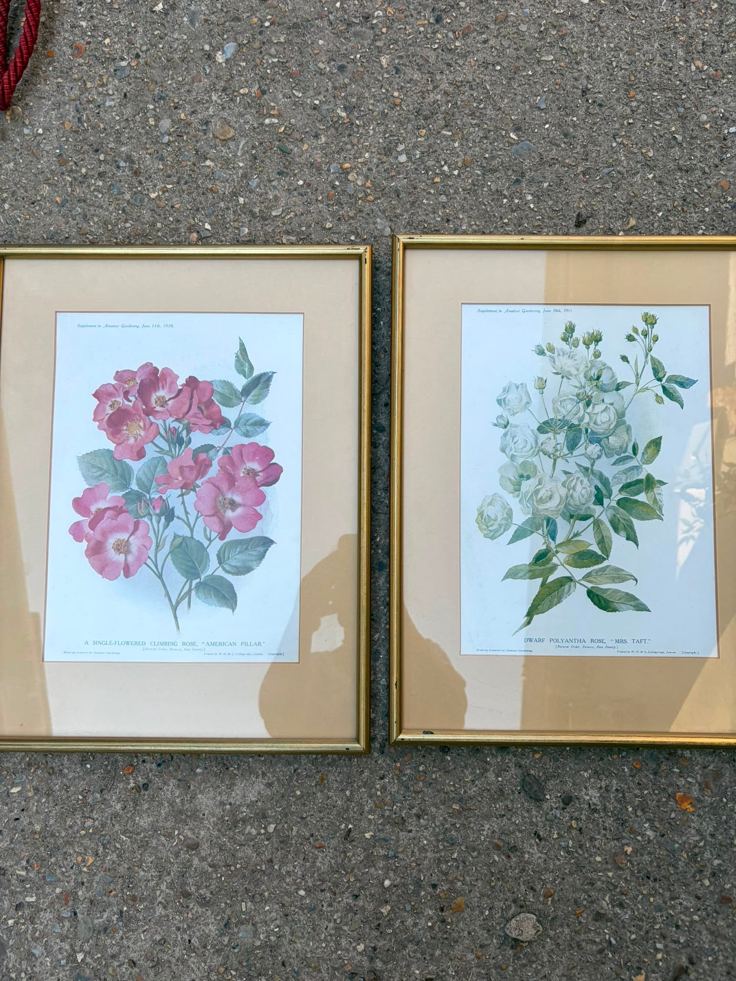 PRINTS