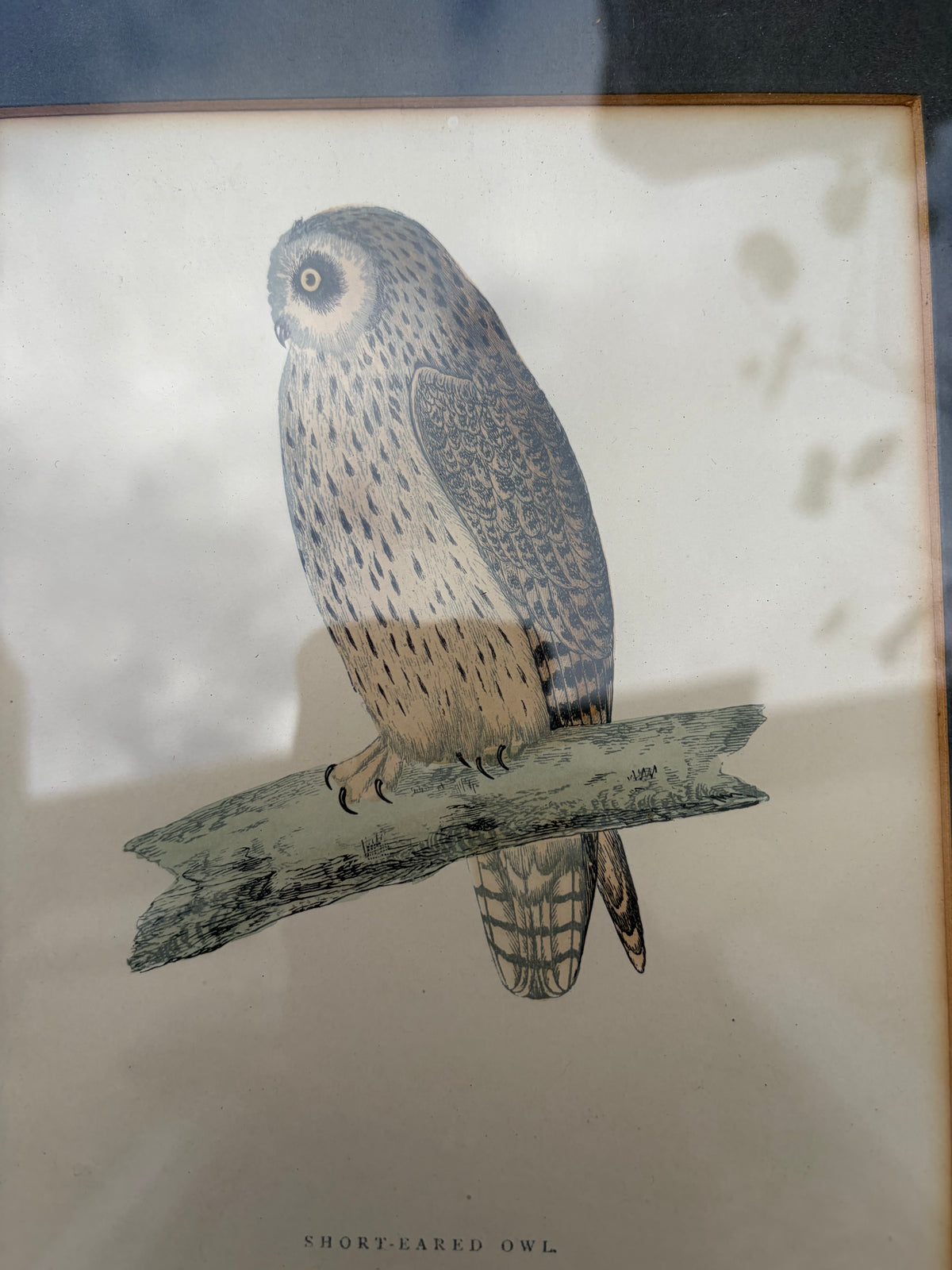 OWL PRINTS