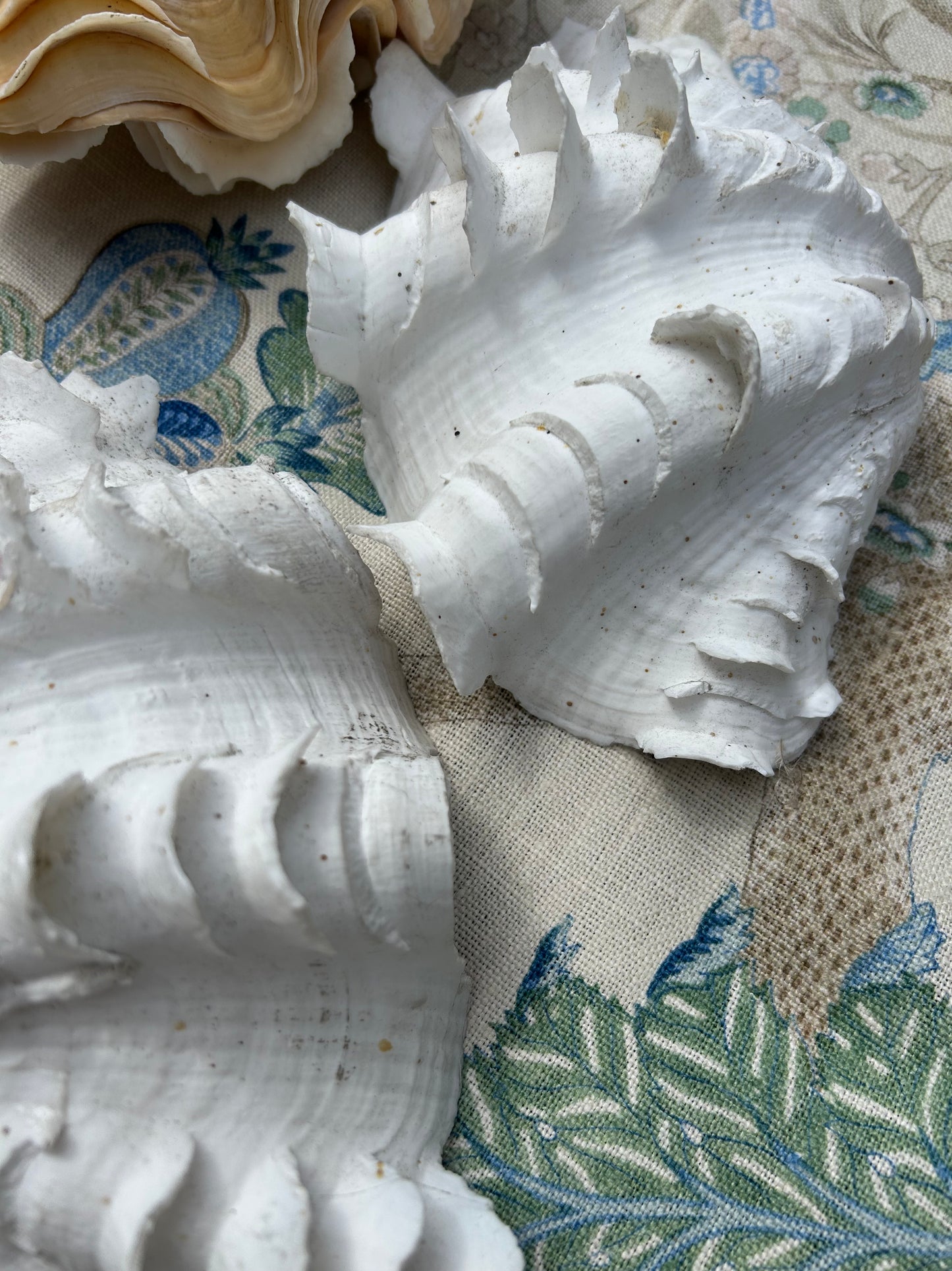 SHELLS