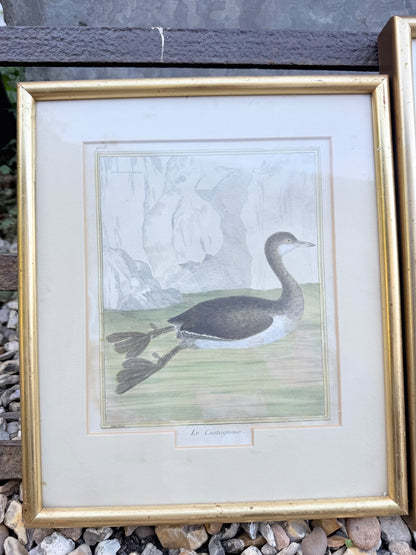 BIRD PRINTS