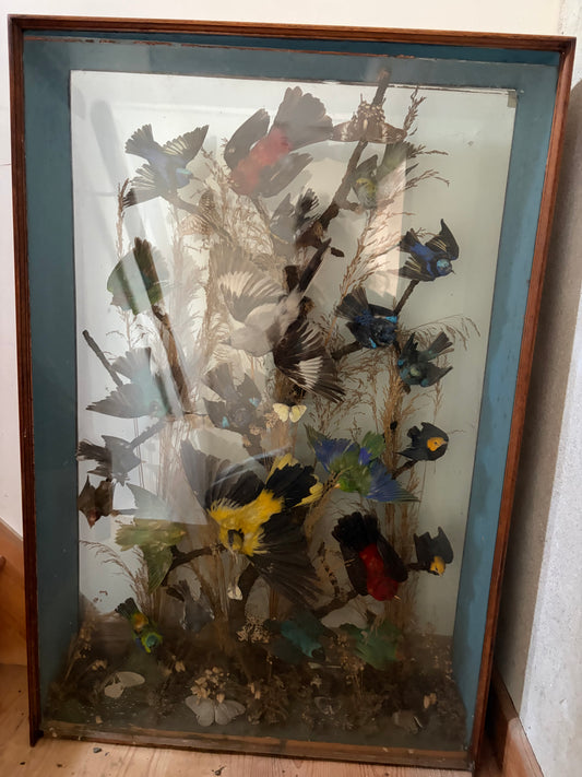 EXOTIC BIRD DISPLAY