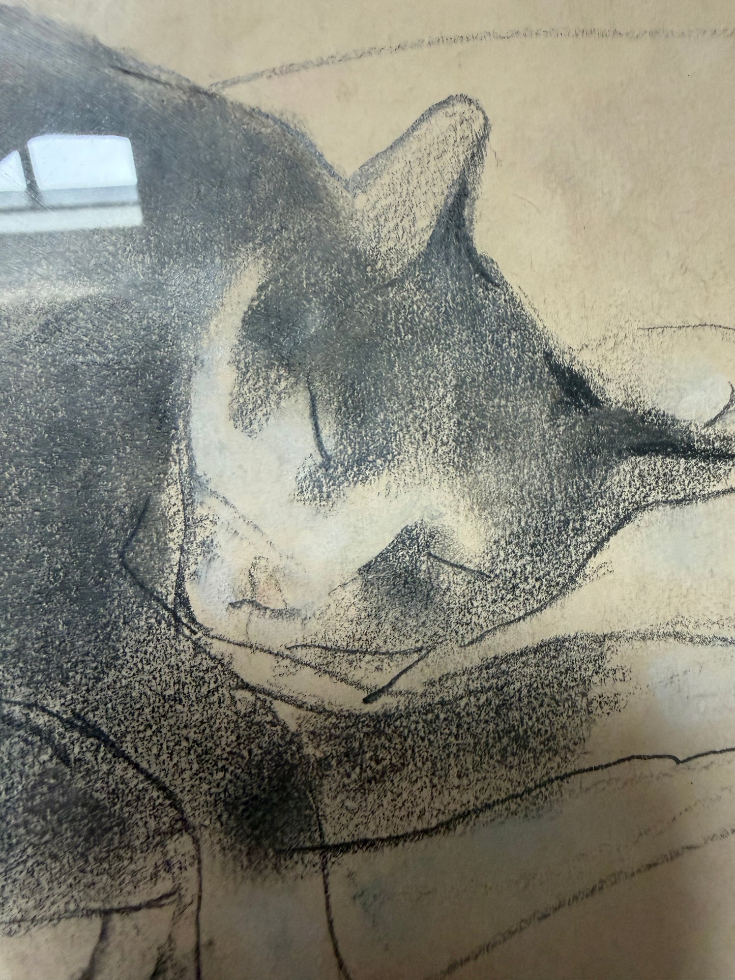 CAT DRAWING