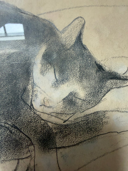 CAT DRAWING