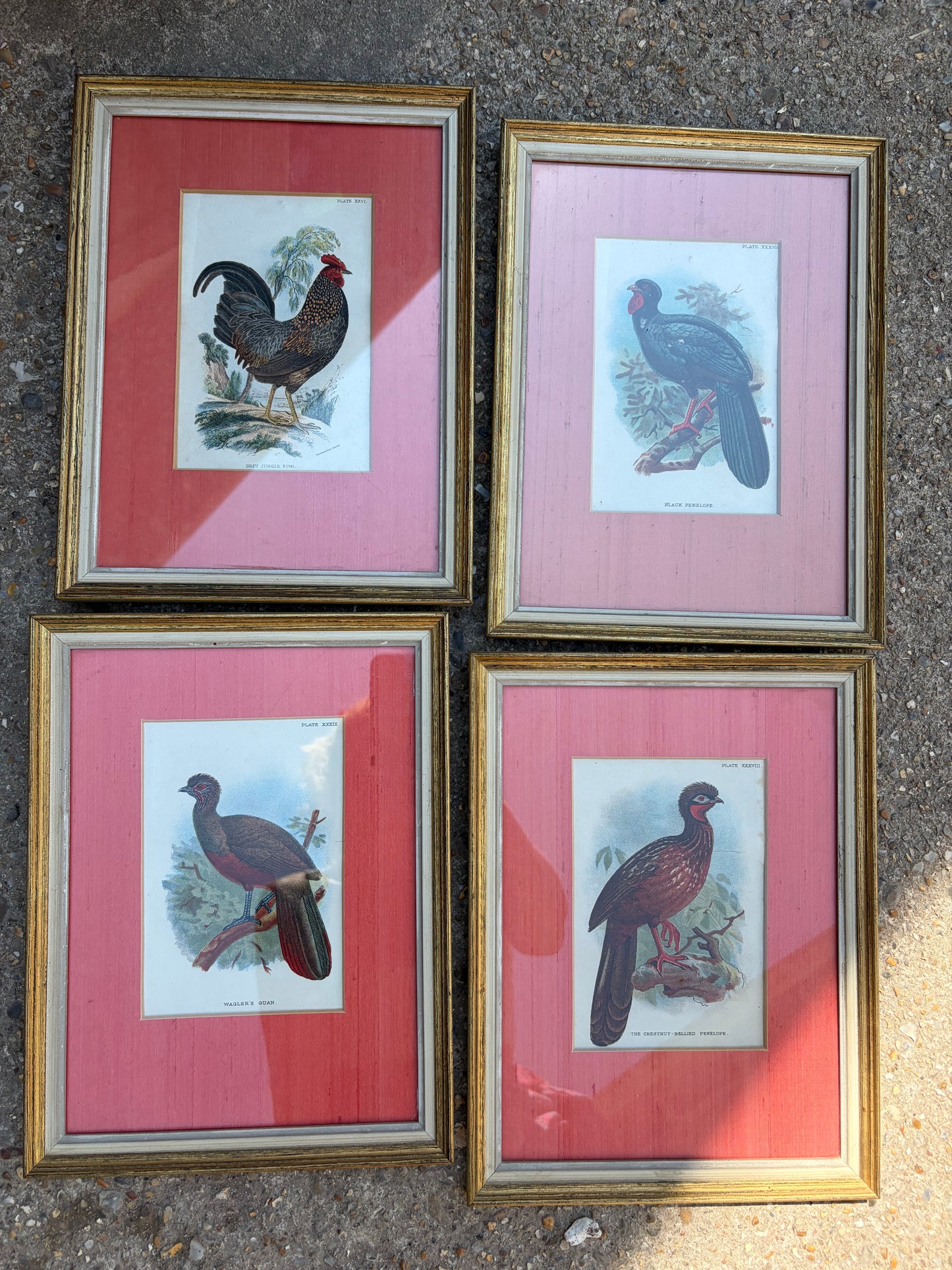 BIRD PICTURES