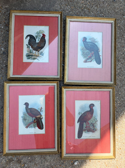 BIRD PICTURES