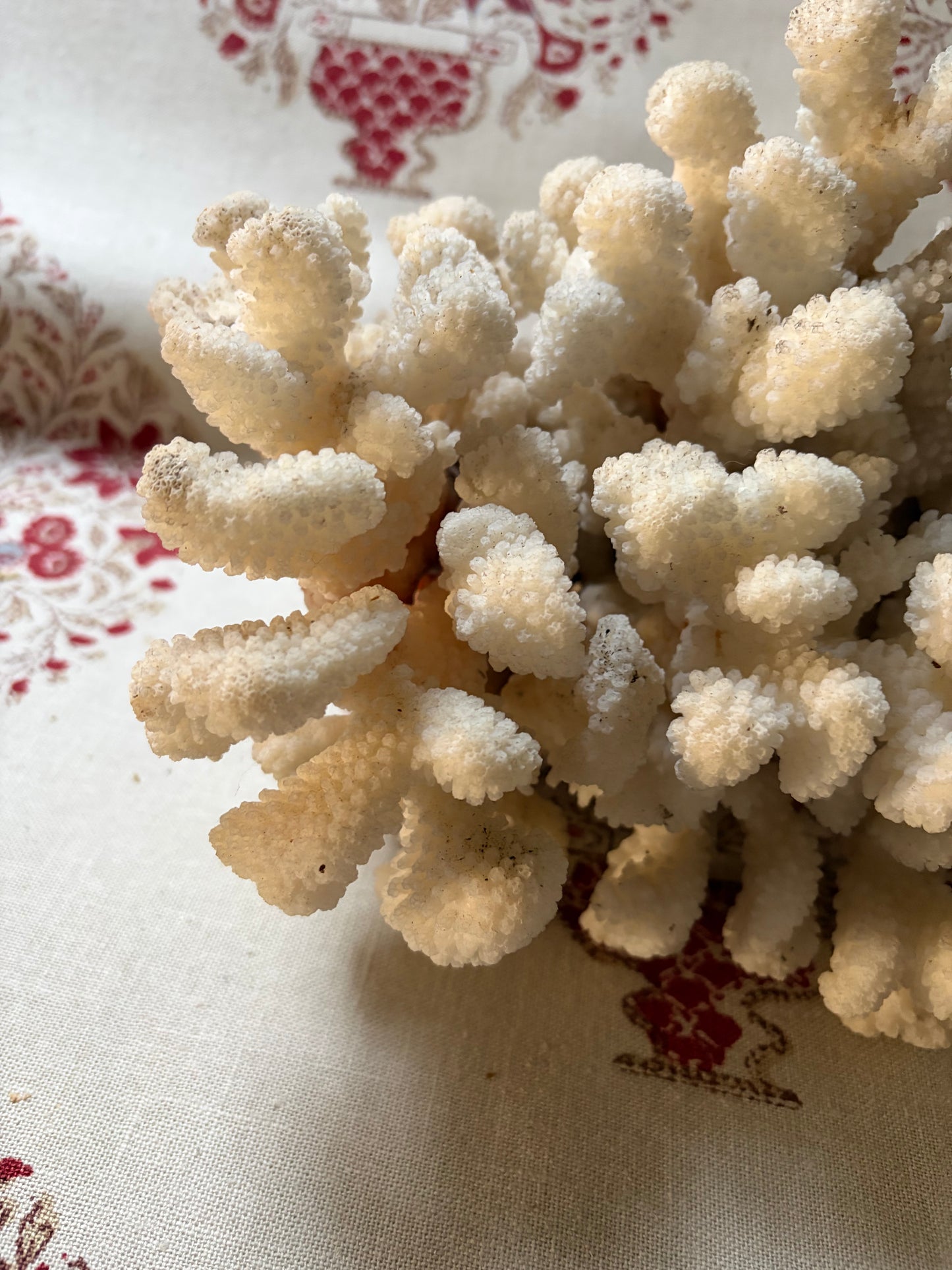 CORAL