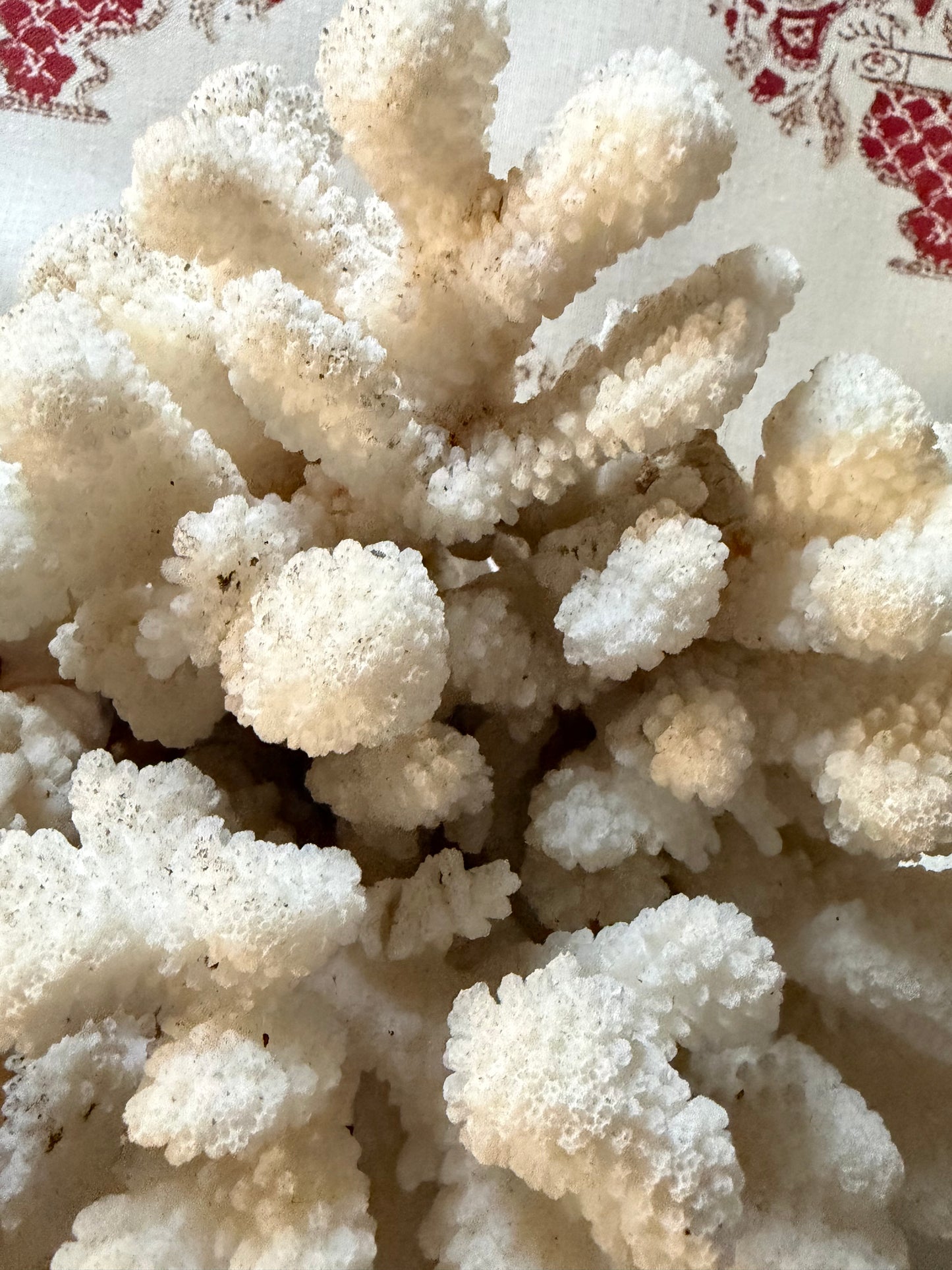 CORAL
