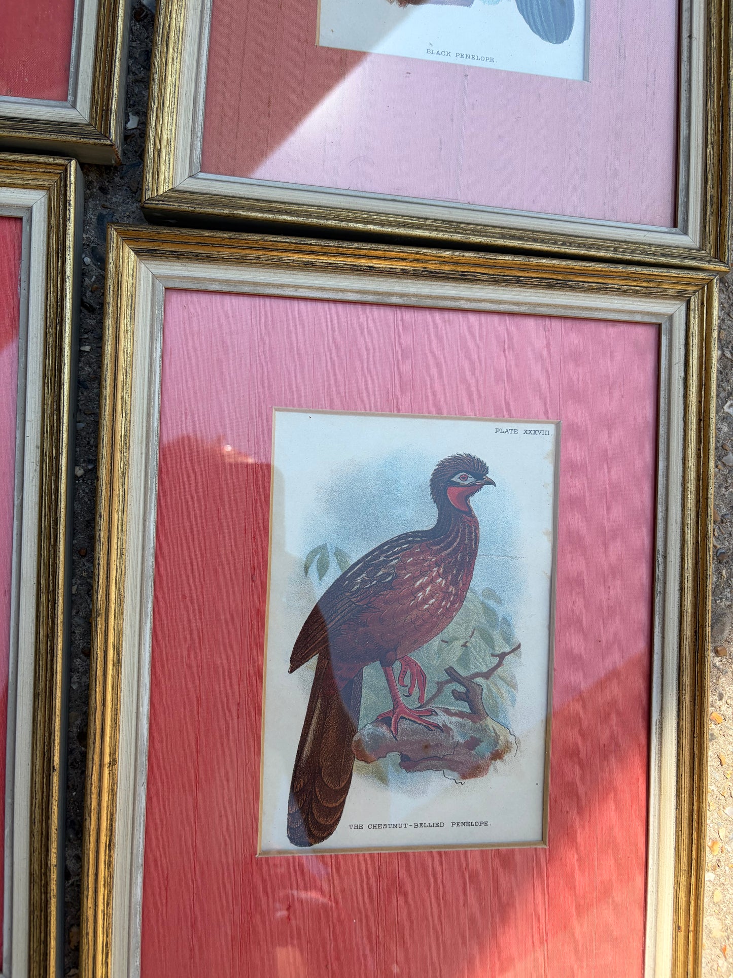 BIRD PICTURES