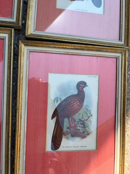 BIRD PICTURES