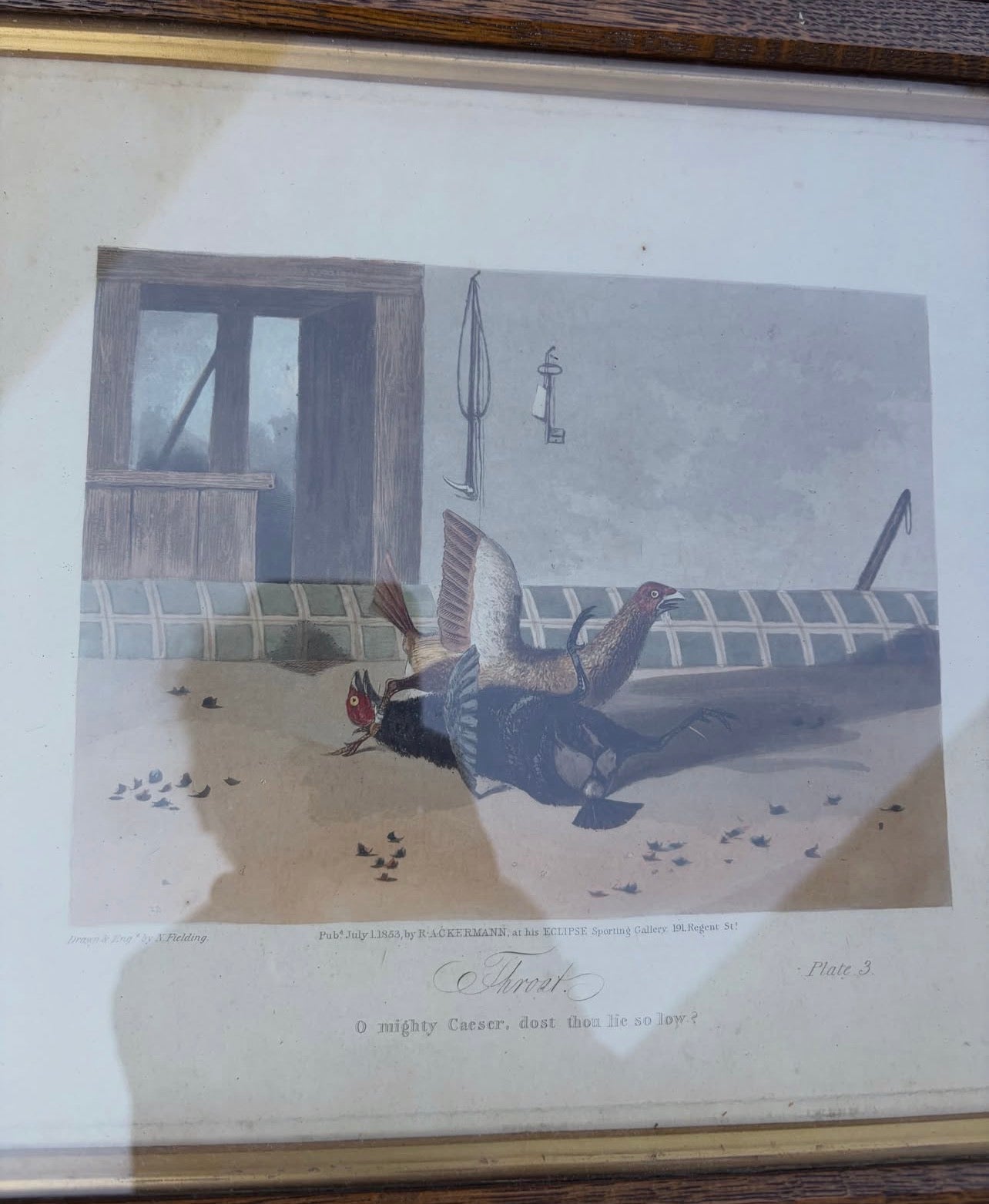 COCK FIGHTING PRINTS