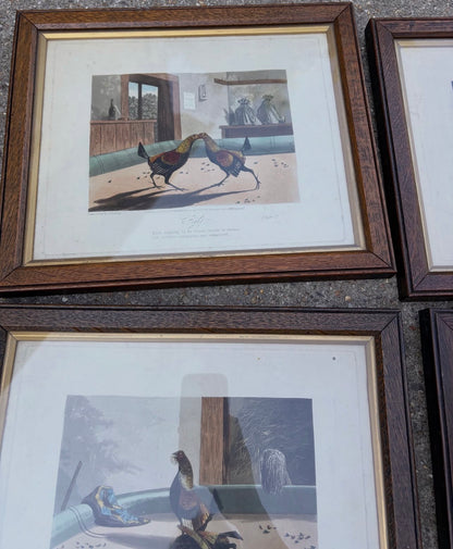 COCK FIGHTING PRINTS