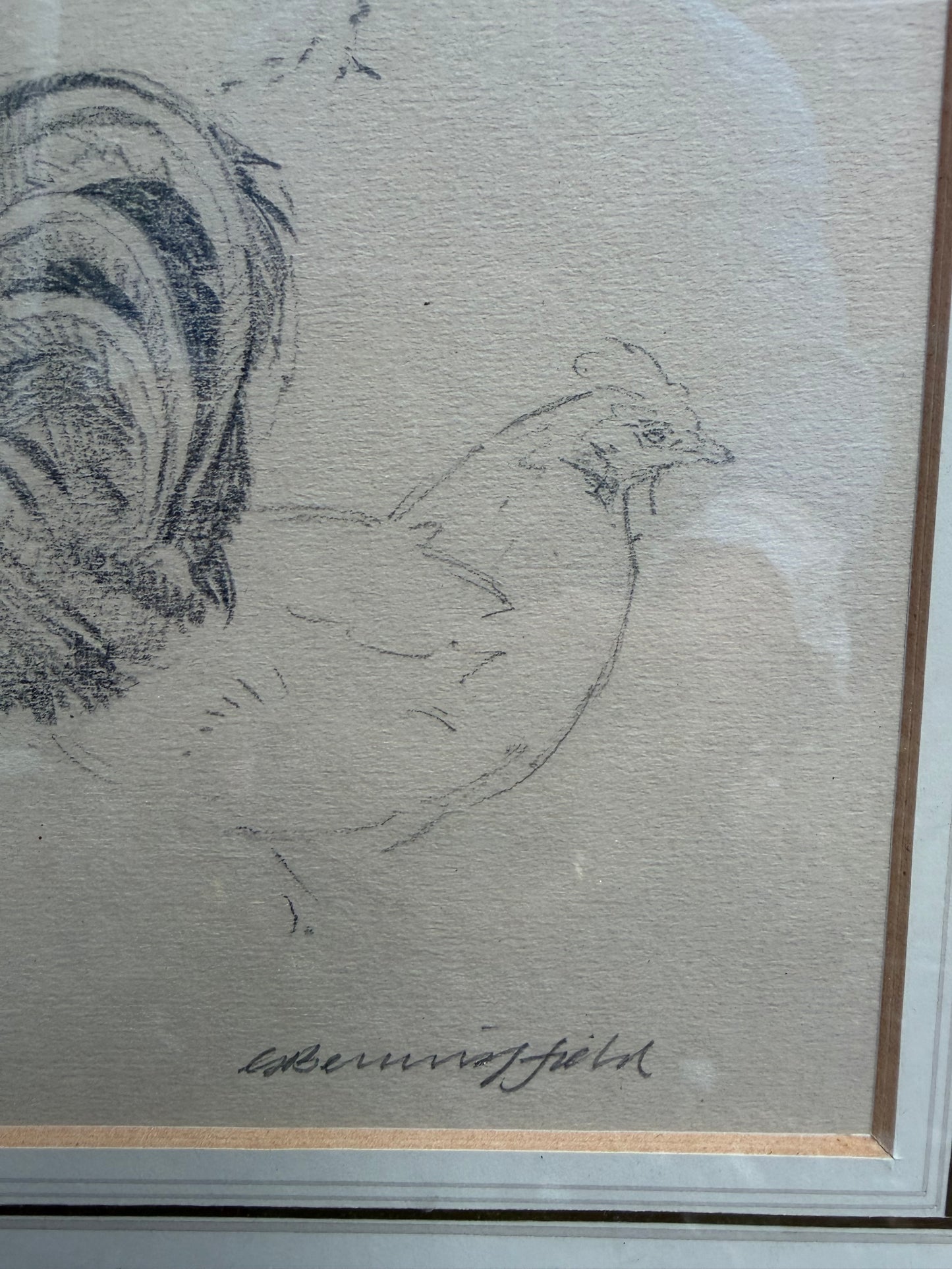 CHICKEN DRAWING