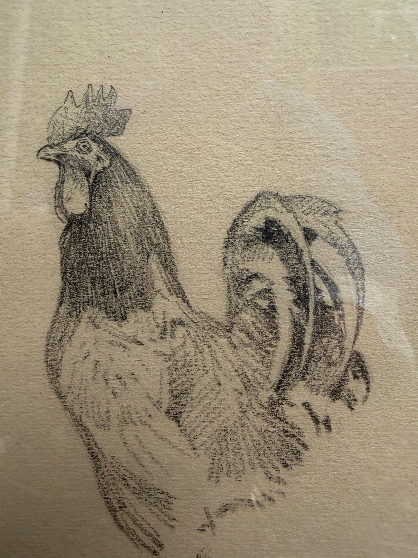 CHICKEN DRAWING