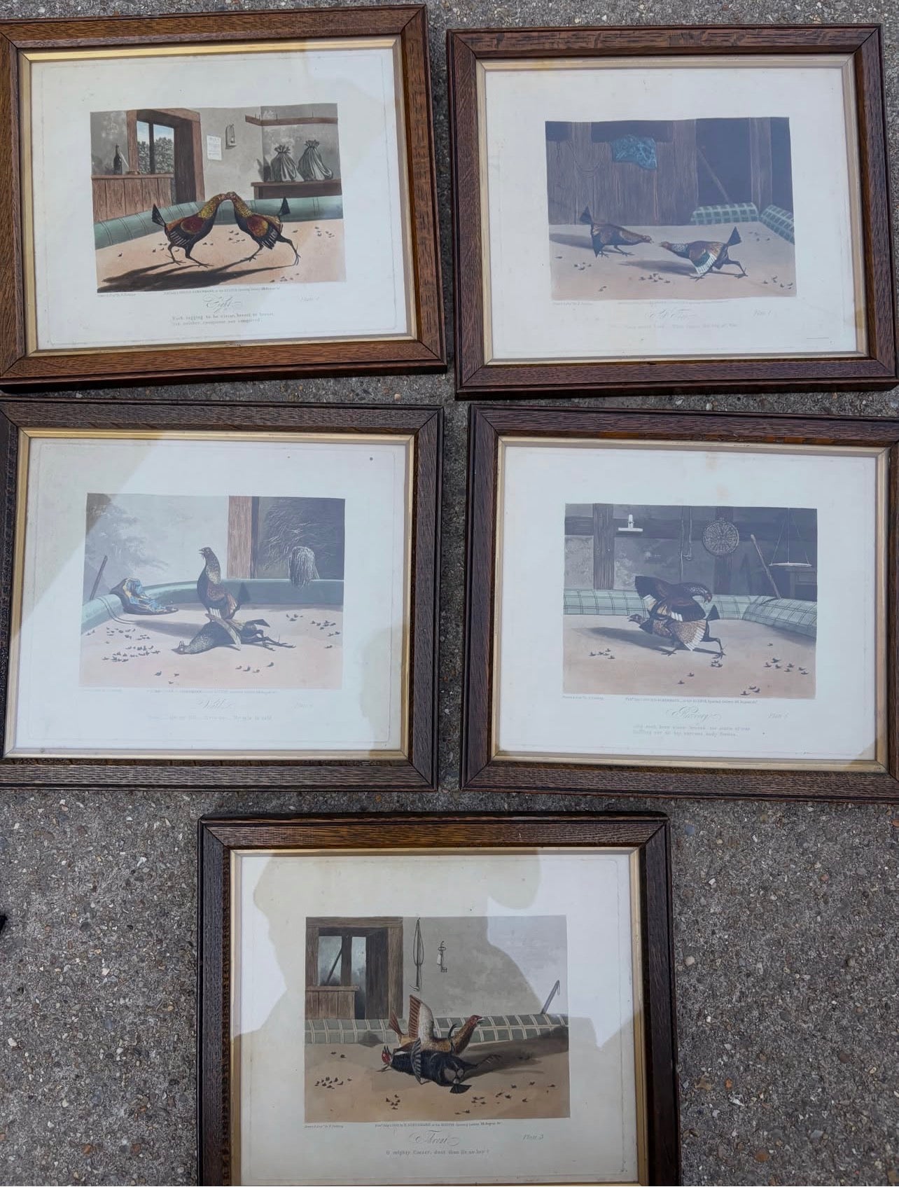 COCK FIGHTING PRINTS
