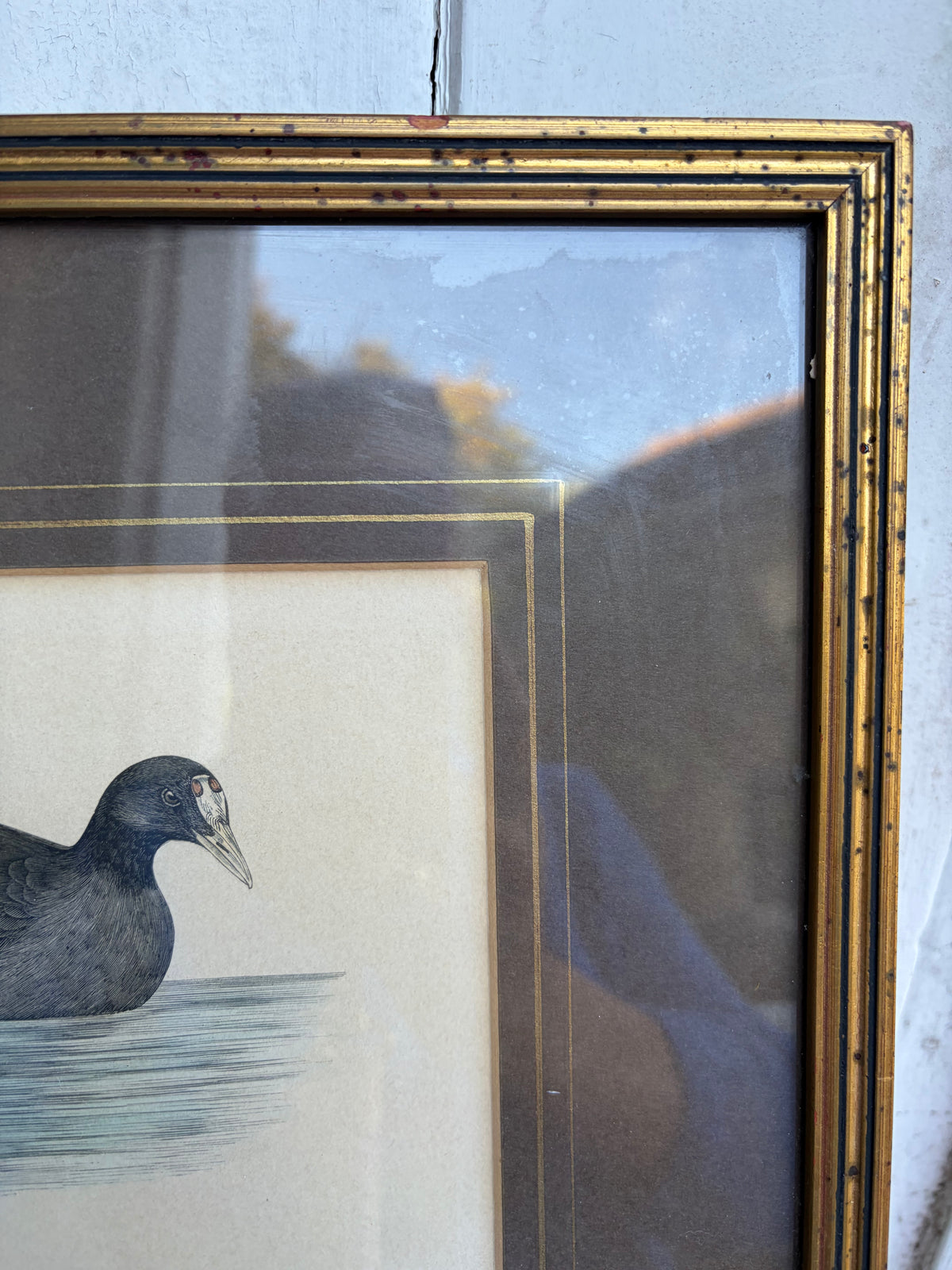 CRESTED COOT