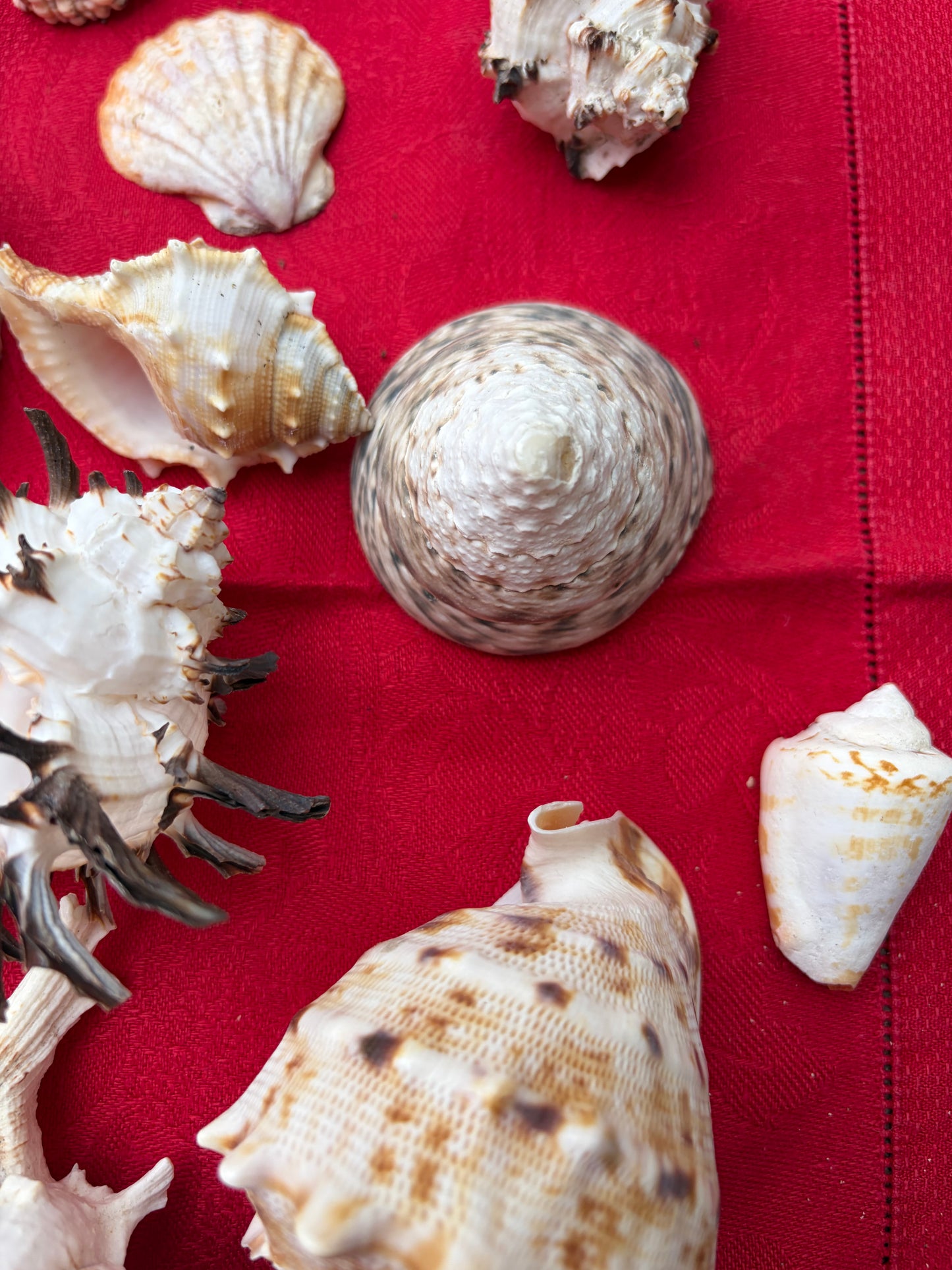 SHELLS