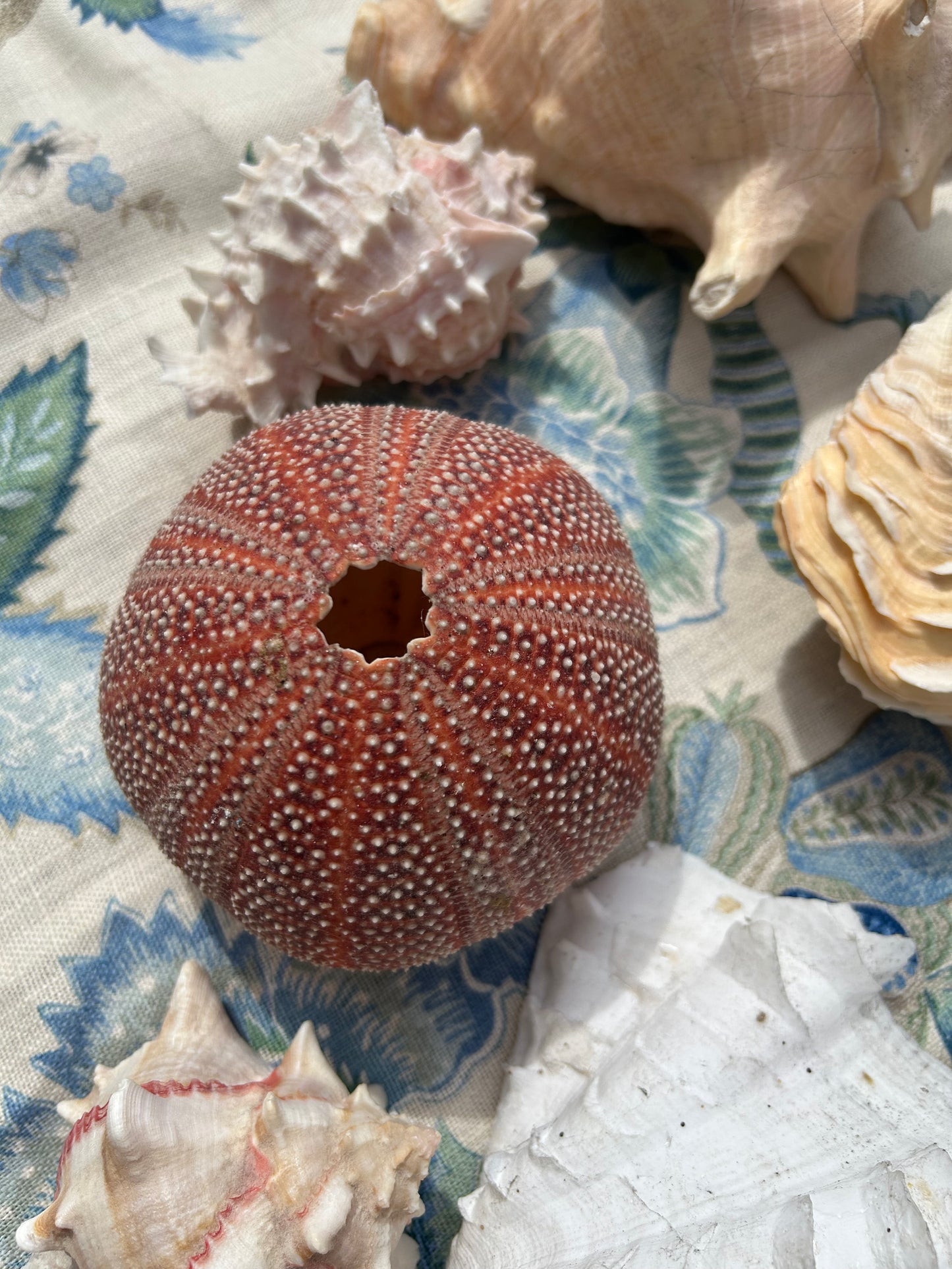 SHELLS