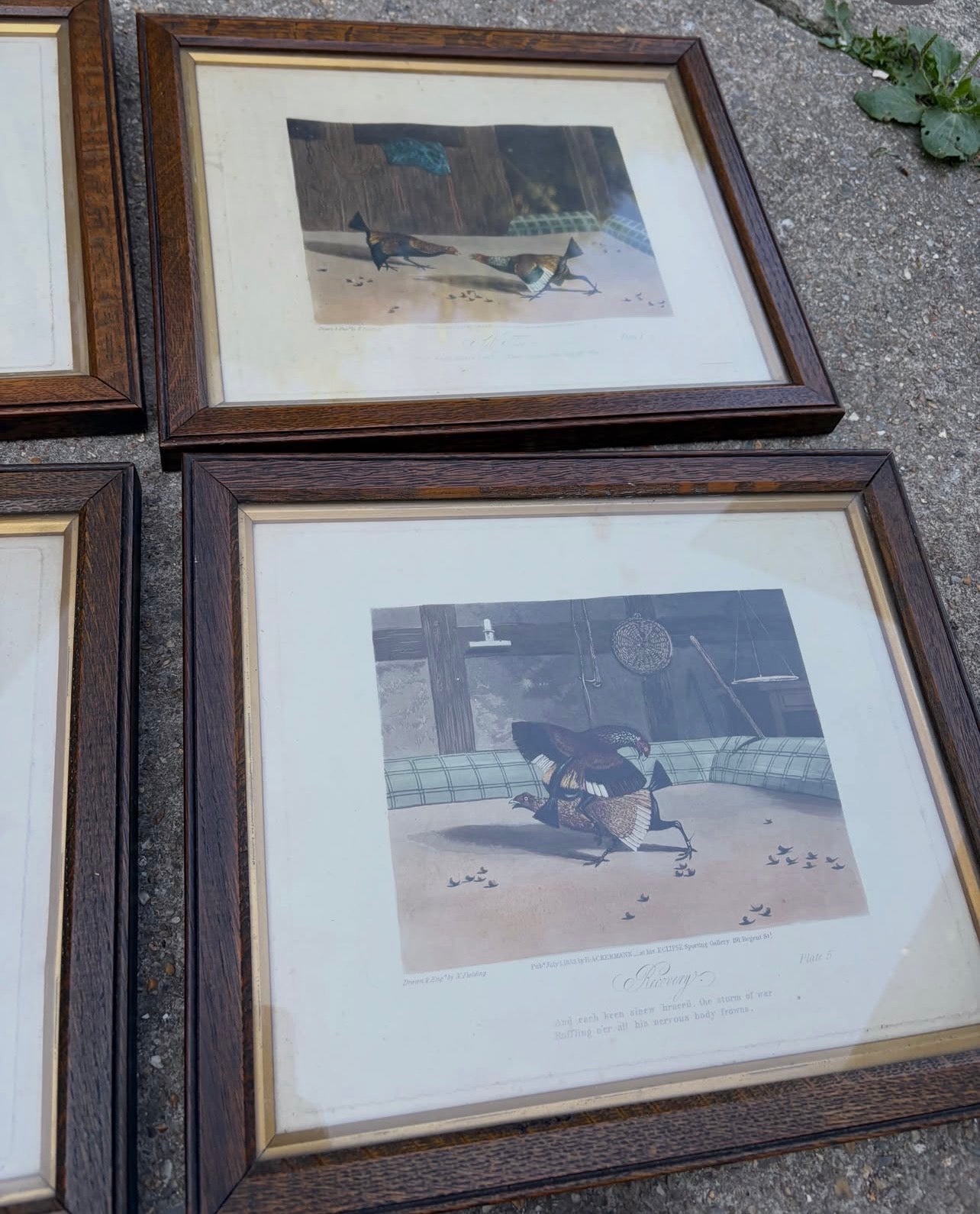 COCK FIGHTING PRINTS