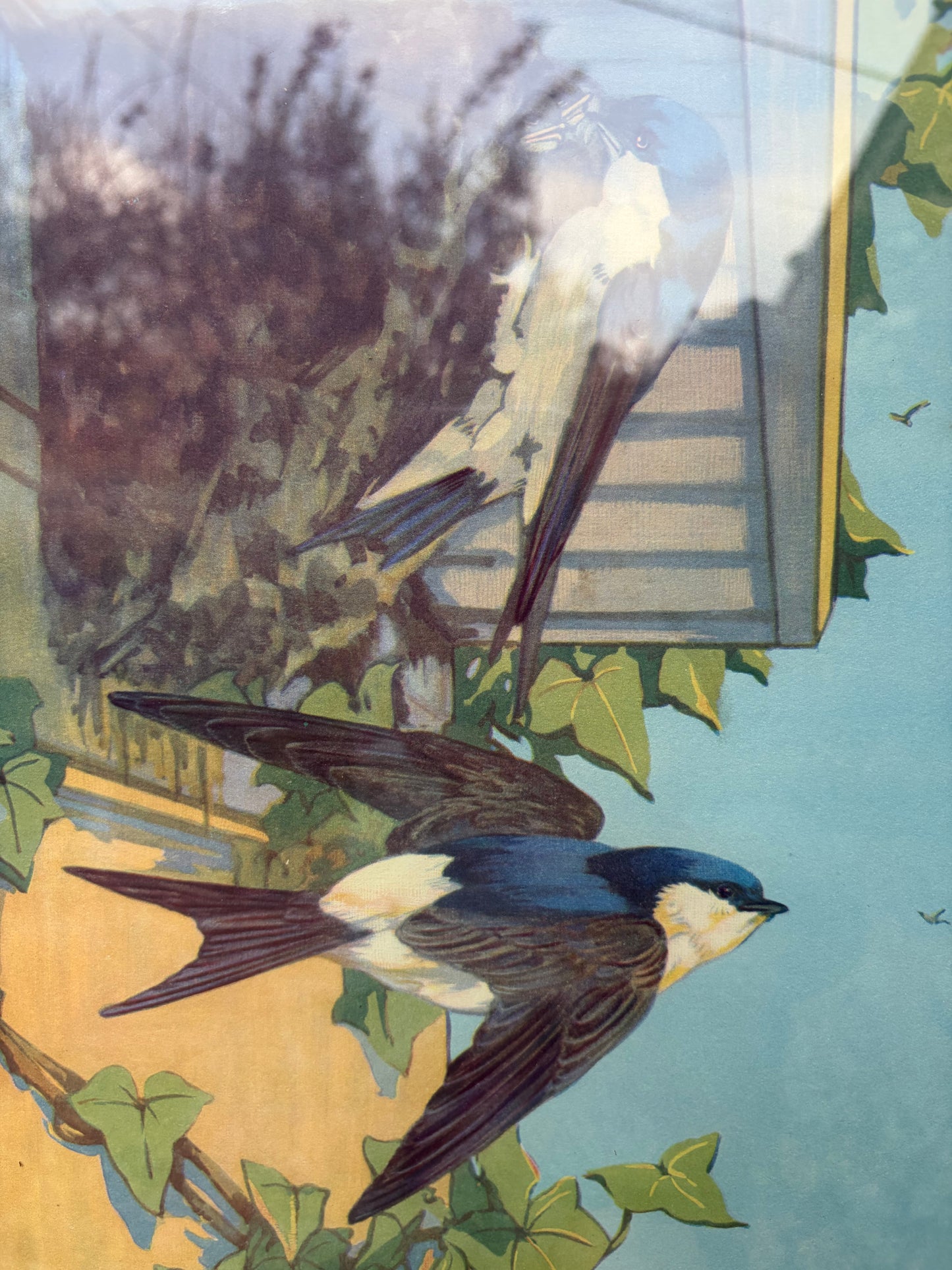 SWALLOWS PRINT