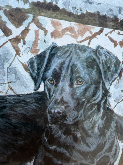 LABRADORS