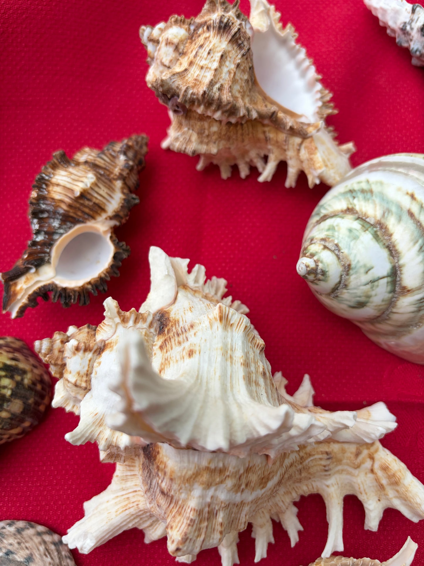 SHELLS