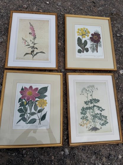 SET OF PRINTS