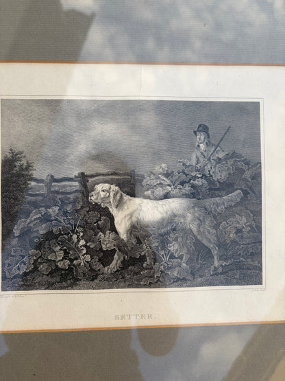 HUNTING DOGS
