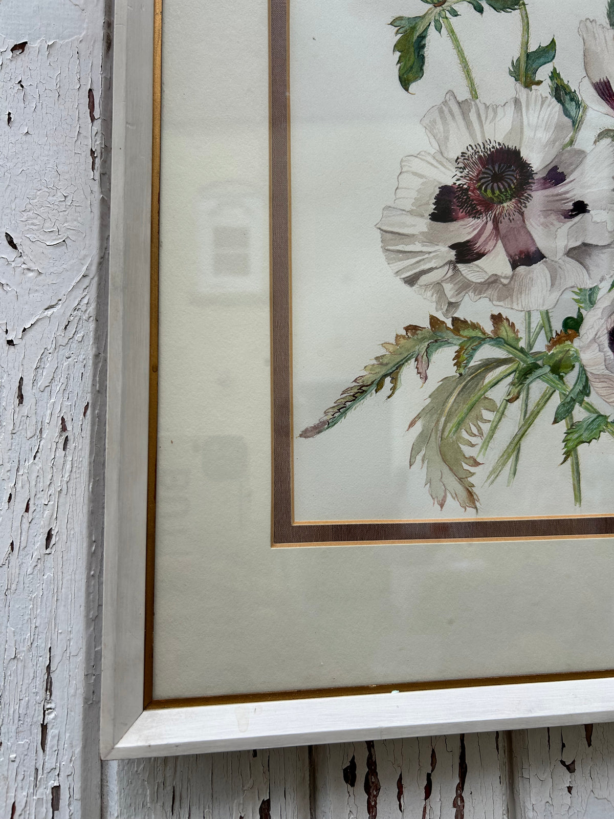 POPPIES PICTURE