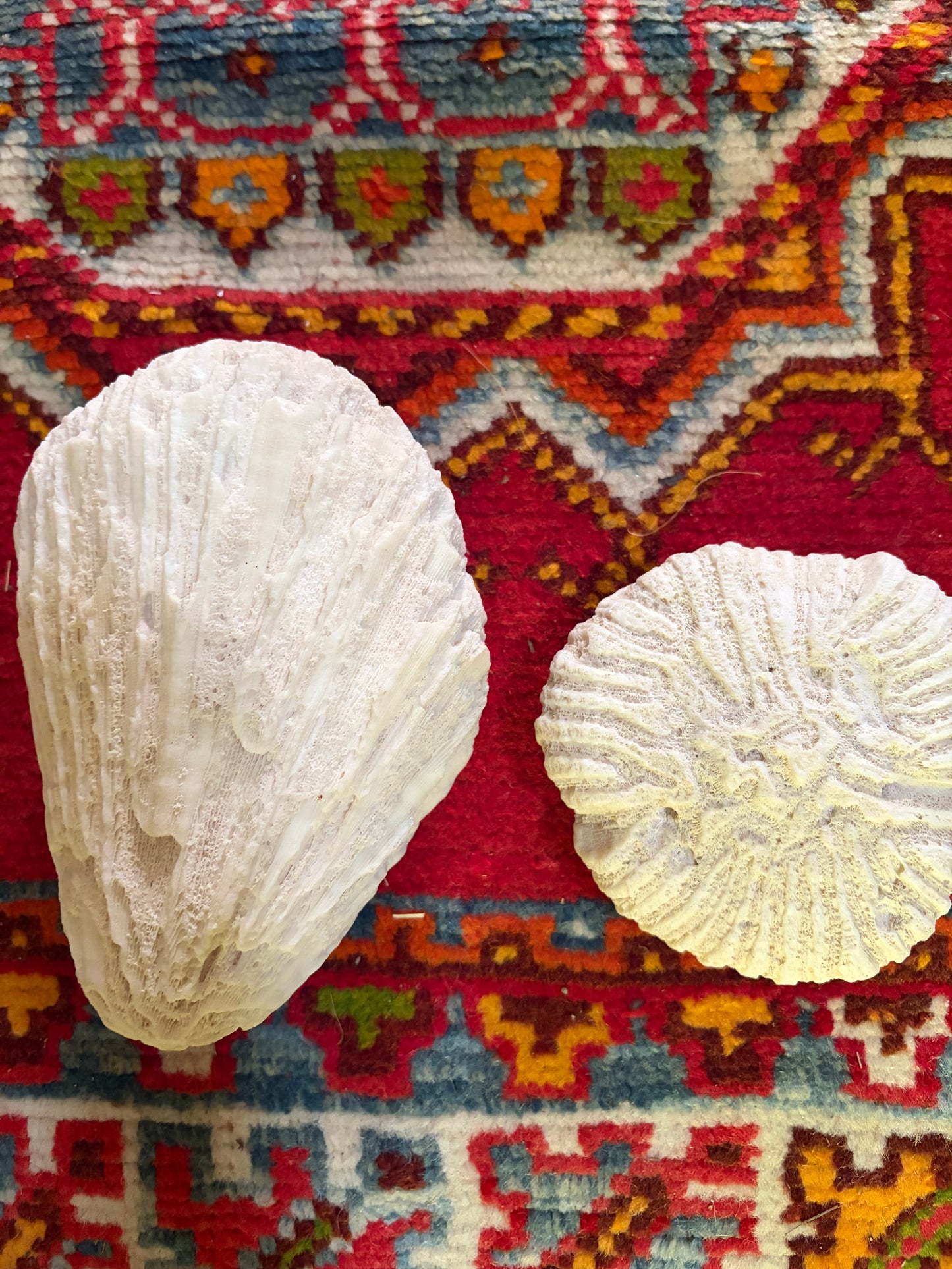 CORAL