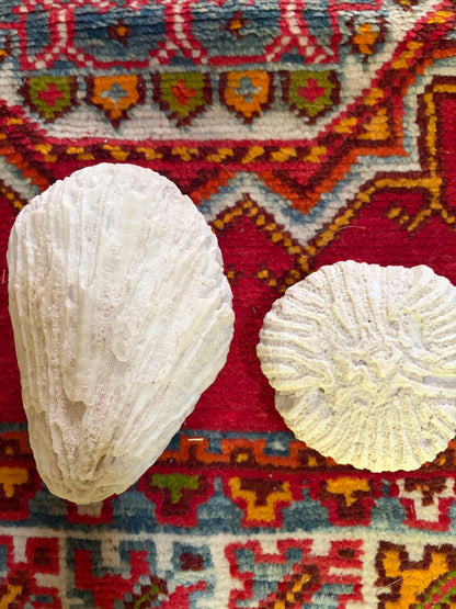 CORAL