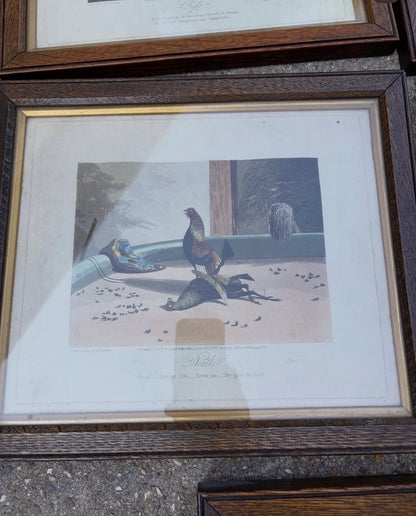 COCK FIGHTING PRINTS