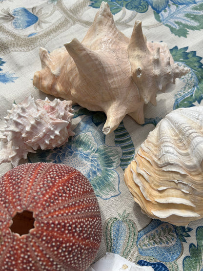 SHELLS