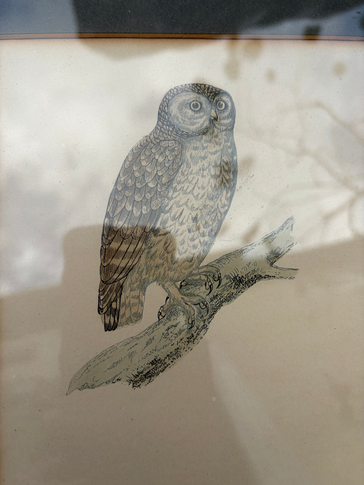 OWL PRINTS