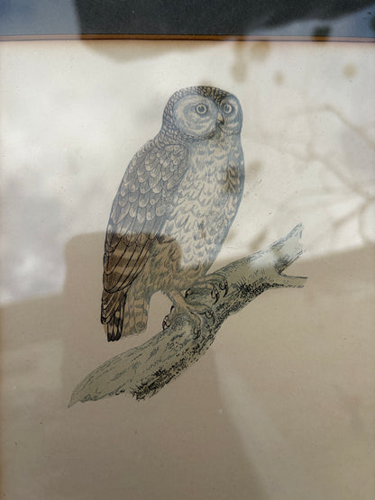 OWL PRINTS