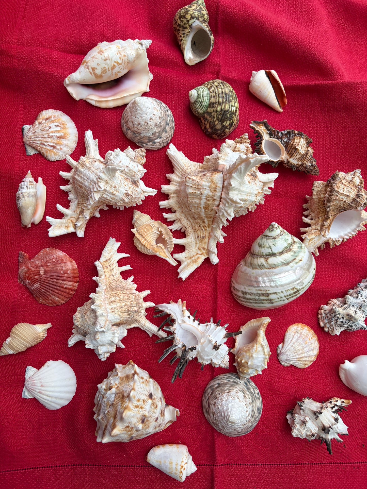 SHELLS