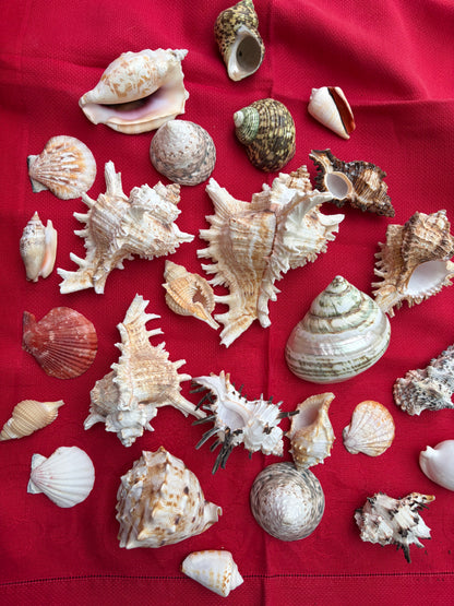 SHELLS